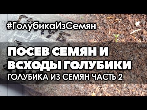 Видео: 🌱 #2 Размножение голубики семенами | Посев. Всходы.