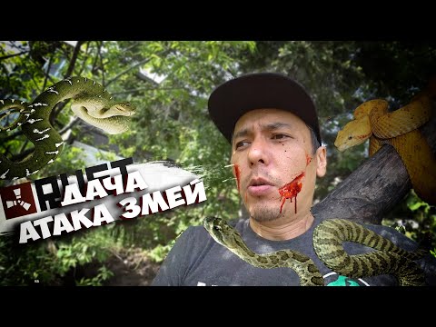 Видео: ВЫЖИВАЮ КАК БЕАР ГРИЛЛС ! НАШЕСТВИЕ ЗМЕЙ, КРЫСЯТА и ПЕРВЫЙ УРОЖАЙ НА RUST ДАЧЕ ! ЖИТУХА ПЕРЕКУПА ПК
