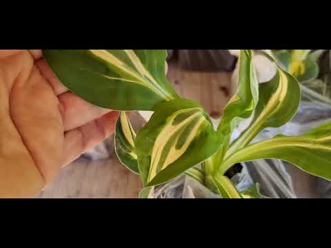 Видео: Розпакування.  Саджанці від Зеленого Едему / Green Еdem