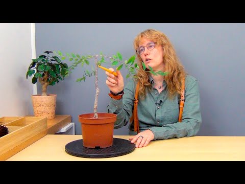 Видео: Бонсай из вяза (ч.3).