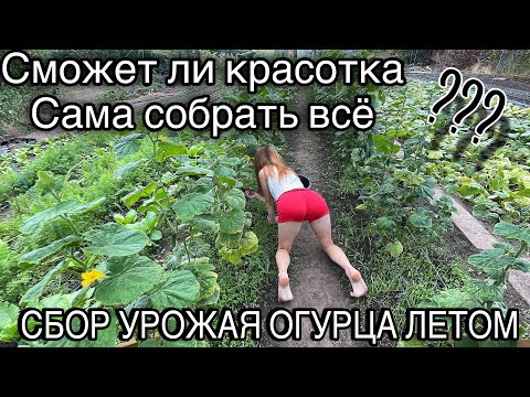 Видео: МОТИВАЦИЯ ДЛЯ КРАСОТКИ 👅 | 20 КГ ОГУРЦА СОБРАТЬ 