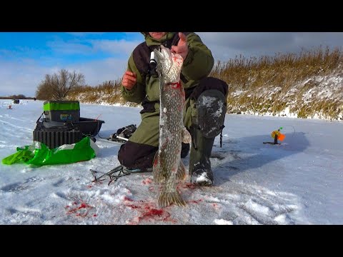 Видео: РЫБАЛКА НА ЖЕРЛИЦЫ 2023-24 УВЕНЧАЛАСЬ УСПЕХОМ! ПОСТАВИЛ ЖЕРЛИЦЫ И ПОЙМАЛ ТРОФЕЙ.  Первый лёд 2023.