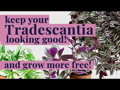 Видео: УХОД ЗА ТРАДЕСАНТИЕЙ, выращивайте новые БЕСПЛАТНЫЕ растения!