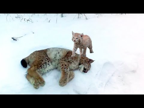 Видео: Рысёнок стоял у холодного тела мамы, пытаясь её разбудить, но потом произошло то, что тронет вас