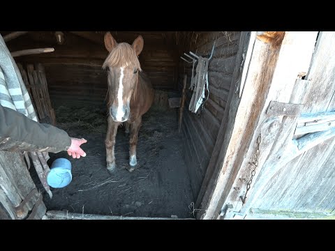 Видео: КУПИЛ ХУТОР в ЛЕСУ на КРАЮ БОЛОТА. У НАС БЕДА. №186.