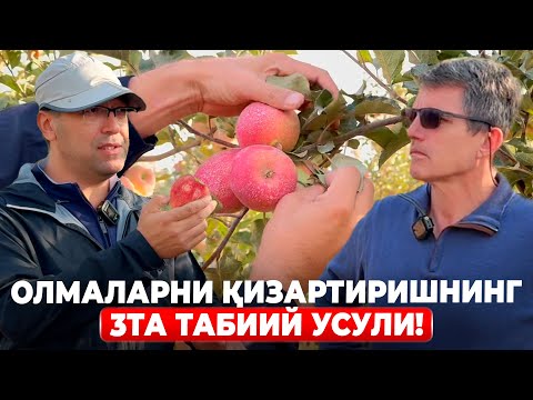 Видео: ЧЕТ ЭЛЛИК УСТОЗИМИЗДАН ОЛМАЛАРНИ ҚИЗАРТИШНИ ЎРГАНАМИЗ? | ШУҲРАТ АБРОРОВ #shuhratabrorov #olma #uzb