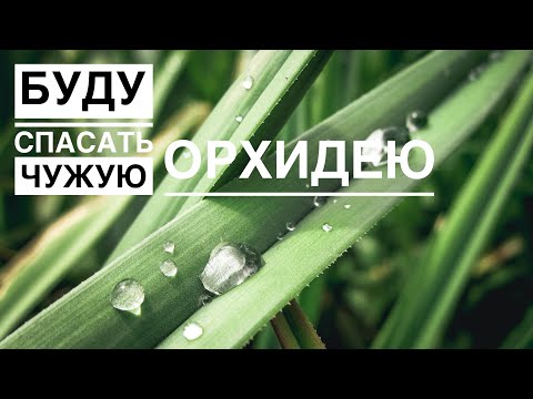 Видео: Без Корней и без тургора!