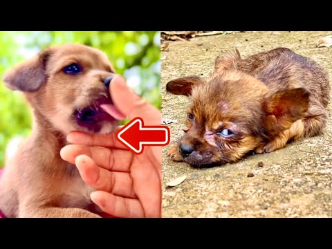 Видео: Я был полностью ошеломлён! Этот щенок 🐶 так изменился всего за несколько дней…❤️🥰