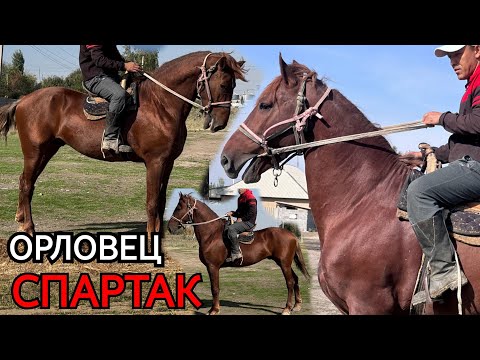 Видео: СПАРТАК ОРЛОВЕЦ🔥9 октября 2025 г.