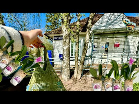 Видео: Распаковка орхидей от @orhorai 🧐🤗😉 #phal #orchid #распаковкапосылок