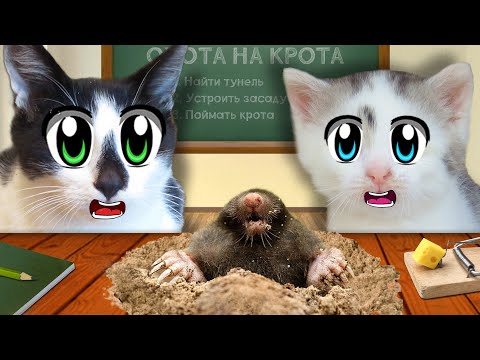 Видео: ЧЕЛЛЕНДЖ для КОТОВ на ЛОВКОСТЬ! 24 ЧАСА в ШКОЛЕ КОТОВ! СМЕШНОЙ РОЗЫГРЫШ над КОТИКАМИ