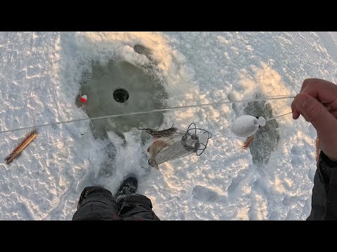 Видео: ЧУЙКА НЕ ПОДВЕЛА! НЕ ЗРЯ Я ЗАЕХАЛ НА ЭТУ ЯМУ! СМЕНИВ НЕСКОЛЬКО МЕСТ К ВЕЧЕРУ НАШЁЛ СКОПЛЕНИЕ РЫБЫ!