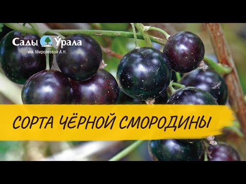 Видео: Черная смородина. Обзор сортов в питомнике Сады Урала