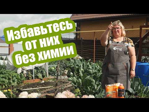 Видео: Зимующие вредители в почве: как избавиться от хруща, проволочника, блошки и других насекомых