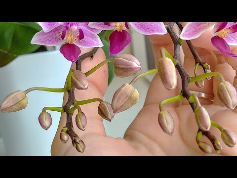 Видео: орхидеи ОБОЖАЮТ эту ПРОСТУЮ ПОДКОРМКУ! орхидеи ЗАСЫПЛЮТ Вас завязью! орхидеи БУДУТ цвести ОБИЛЬНО!