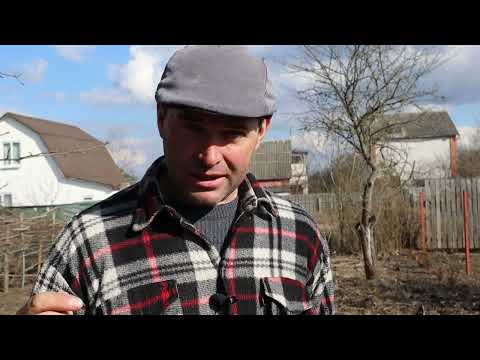 Видео: КАК И КОГДА ВЫСАЖИВАТЬ ЯБЛОНЮ ВЕСНОЮ. Если дача в траве.