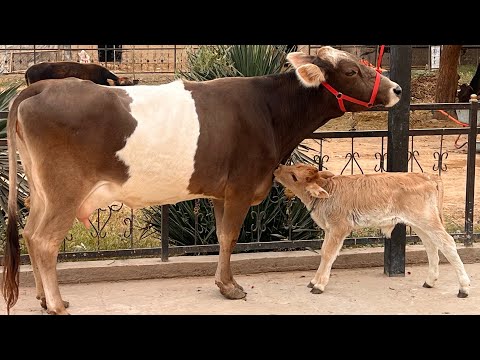 Видео:  Як сар Калгови Карпати Букачадори фуруши тел 011-87-95-95 3 ноября 2025 г.