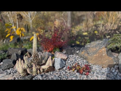 Видео: Листопад. Останні квіти в саду