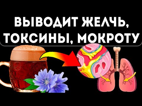 Видео: Вкус из детства, но действие… Квас из цикория чистит сосуды, кишечник, легкие и даже…