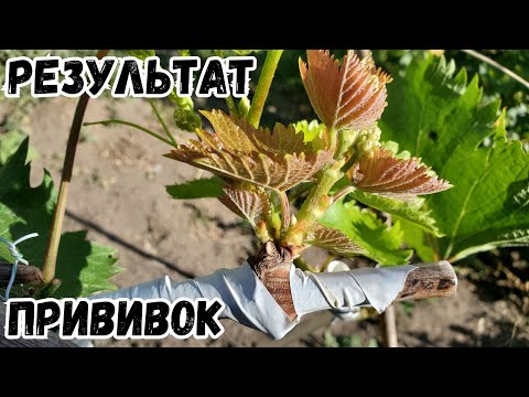 Видео: Результат всех прививок винограда черным в черное и черным в зеленое.