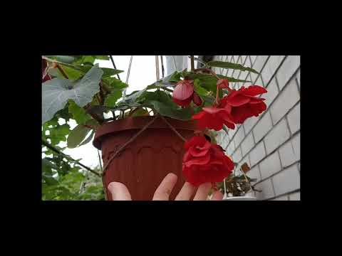 Видео: Бегонии из семян начинают цветение! Америгибриды, Иллюминейшн, Сан Дансер. 18 июня 2023 г.