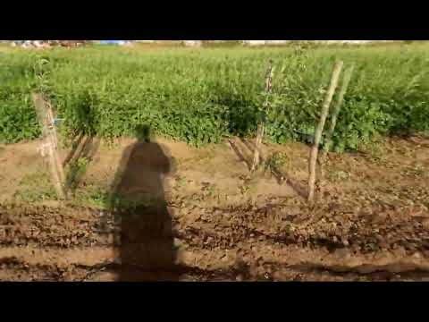 Видео: Сенокосилки доделали ждём погоды, прививки на яблонях принялись.