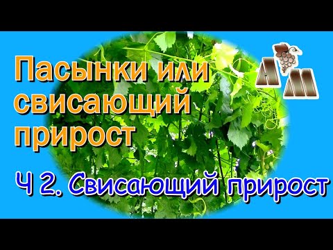 Видео: 🍇 Длинные пасынки или свисающий прирост? Часть 2 - Почему я не использую свисающий прирост