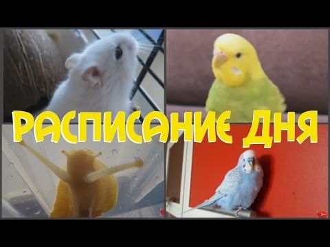 Видео: Расписание дня моих животных  Хомяк, попугаи, улитки