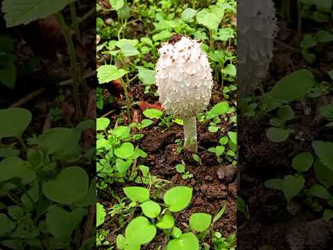 Видео: #рекомендации #подпишись #