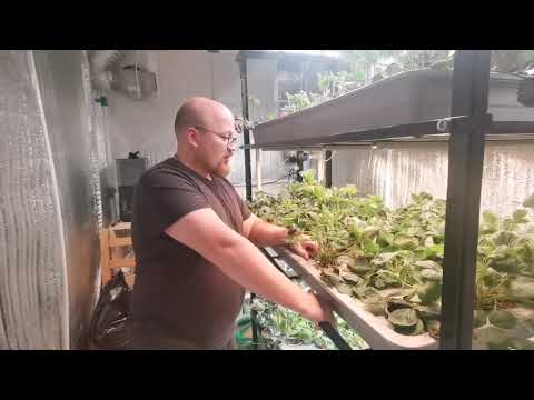 Видео: Клубника на аэропонике. Первый эксперимент. Неудачи.