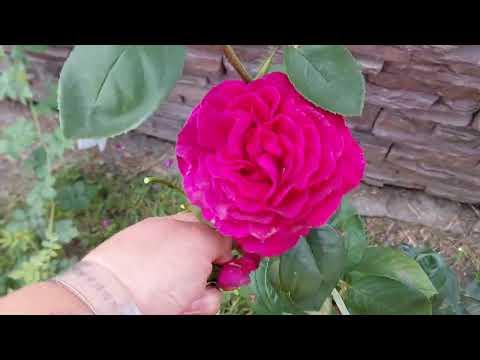 Видео: Сад 11 июля 2025 на Урале. 8 соток.