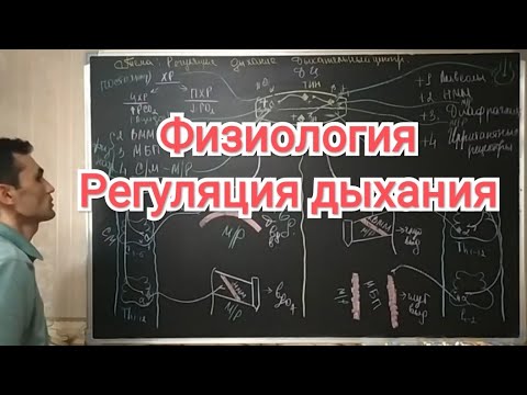 Видео: Физиология дыхание. Регуляция дыхание. Дыхательный центр