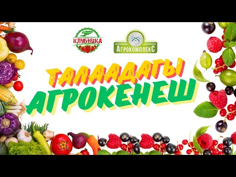 Видео: Агро кеңеш малина, клубника, помидор алма ж/б баарына керектүү маалымат.