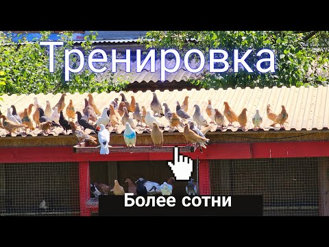 Видео: Голуби тренировка более сотни