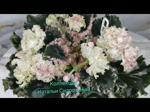 Видео: Принимаю заказы на укоренение листовых черенков.