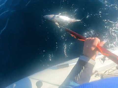 Видео: Володя и голубой тунец! Сахалин - райское место!