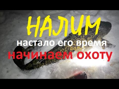 Видео: ОХОТА на НАЛИМОВ | Донки не выдерживают | Первая жарёха!