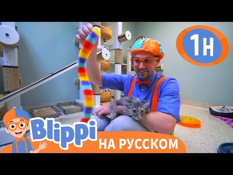 Видео: Блиппи в приюте для животных | Изучай этот мир вместе с Блиппи | Обучающие видео для детей
