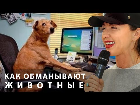 Видео: Как обманывают животные? \\ лекция Евгении Тимоновой