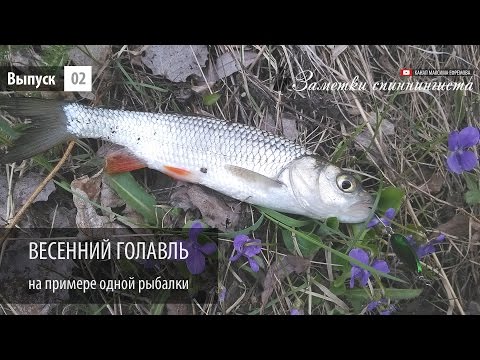 Видео: Весенний голавль