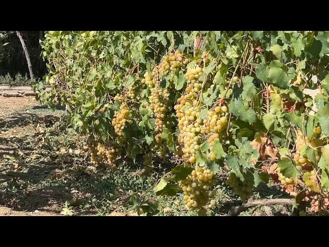 Видео: ЧАСТ 1 - Гроздобер и посяване на селектирани дрожди за червени вина в гроздовата каша