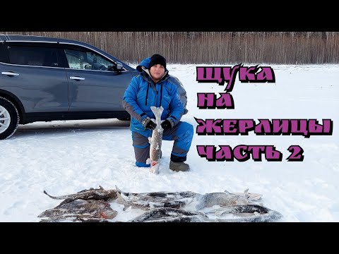 Видео: Щука на жерлицы. Налим на налимницы. Часть 2. Рыбалка на новый год 2022. Бурейское  водохранилище.