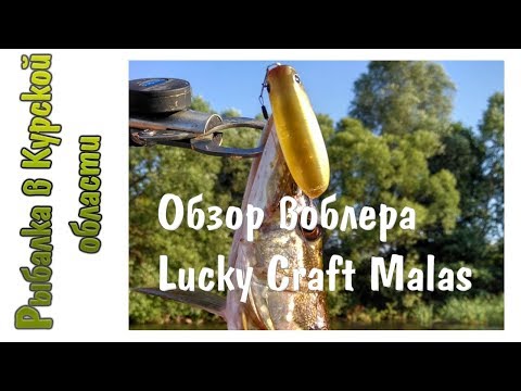 Видео: Обзор воблера Lucky Craft Malas. Дражню щучек