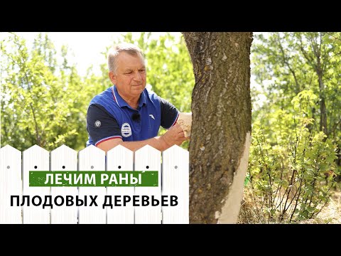 Видео: СПАСАЕМ деревья от СМЕРТЕЛЬНЫХ ран. Замазываем раны и убираем гриб трутовик.