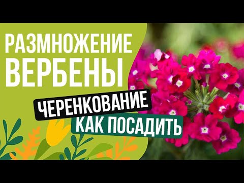 Видео: РАЗМНОЖЕНИЕ ВЕРБЕНЫ МЕТОДОМ ЧЕРЕНКОВАНИЯ!