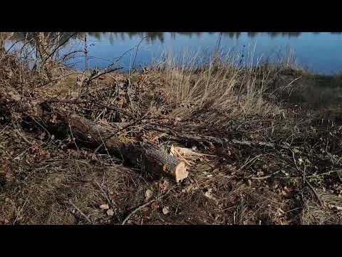 Видео: Прогулка на берегу реки Припять.