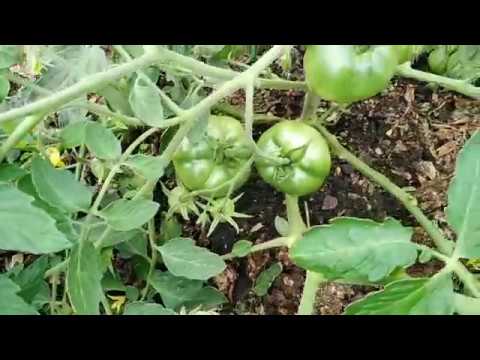 Видео: 25 июля 2019г. Урожайность томата МОНГОЛЬСКИЙ КАРЛИК потрясающая ПРОВЕРЕНО