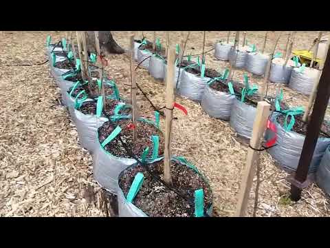 Видео: Домашний интенсивный яблоневый сад. Начало.