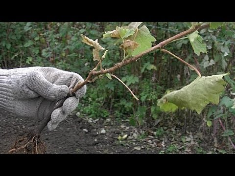 Видео: Осенняя посадка саженцев винограда,чем она хороша