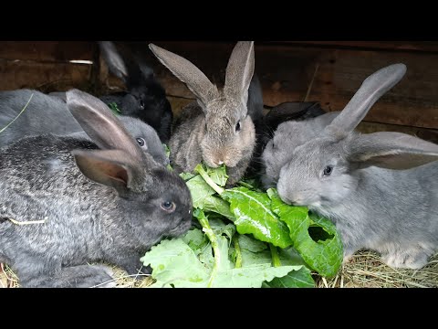 Видео: Корм для быстрого набора веса
